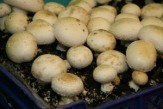 Домашние грибы – корзинами!